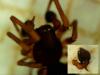 Dictyna uncinata
